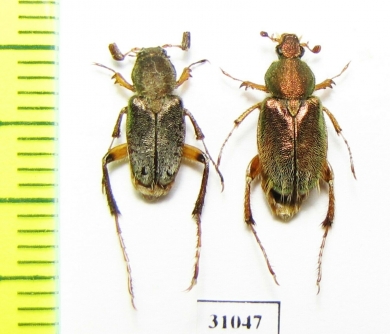 Amphicoma bezdekorum, pair  Laos - INSECTS-STORE.RU