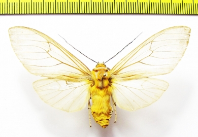 Erebidae sp.  Honduras - INSECTS-STORE.RU