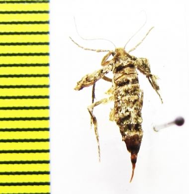 Agriopis marginaria  Russia, Moscow reg. - INSECTS-STORE.RU