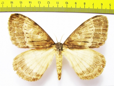 Saturniidae sp.?  South Africa Rep. - INSECTS-STORE.RU