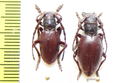 Eodorcadion carinatum, pair  Kazakhstan - INSECTS-STORE.RU