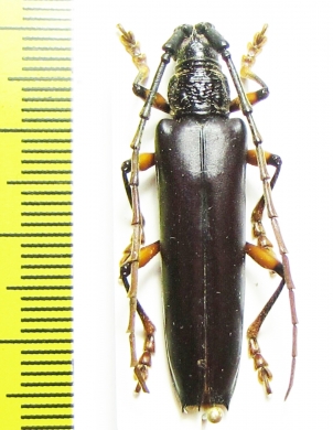 Cerambycidae sp.  Peru - INSECTS-STORE.RU