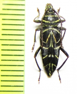 Megacyllene angulata  Peru - INSECTS-STORE.RU