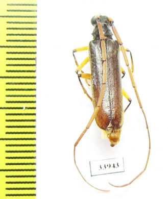 Cerambycidae sp.  Panama - INSECTS-STORE.RU