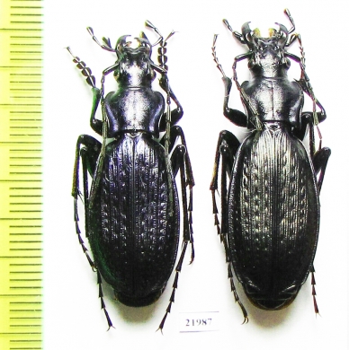 Carabus (Archiplectes) rousianus rousianus, pair  Abkhazia - INSECTS-STORE.RU