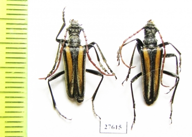 Stenocorus vittatus  Kazakhstan - INSECTS-STORE.RU