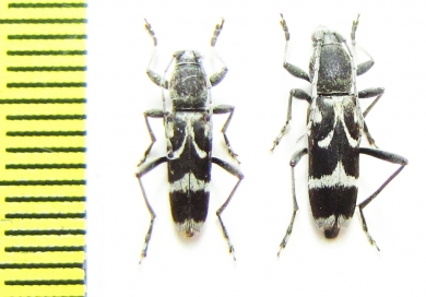 Chlorophorus figuratus  Russia, Voronezh reg. - INSECTS-STORE.RU