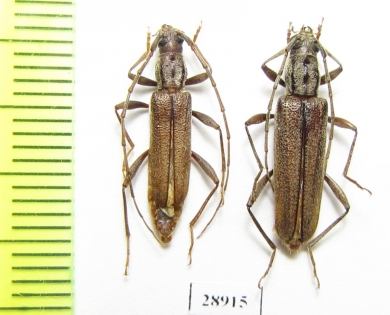 Icosium tomentosum atticum, pair  France - INSECTS-STORE.RU