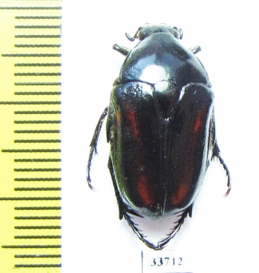 Aphanesthes pullata  Australia - INSECTS-STORE.RU