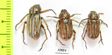 Melolonthinae sp., pair  Honduras - INSECTS-STORE.RU