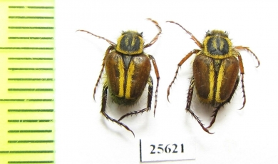 Hopliini sp.  South Africa Rep. - INSECTS-STORE.RU