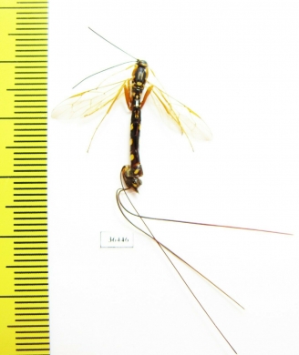 Ichneumonoidea sp.  Russia, Tula reg. - INSECTS-STORE.RU