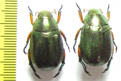 Rutelinae sp.  Malaysia, Borneo - INSECTS-STORE.RU