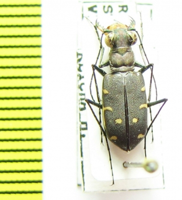 Cicindela roseiventris linearis  Costa Rica - INSECTS-STORE.RU