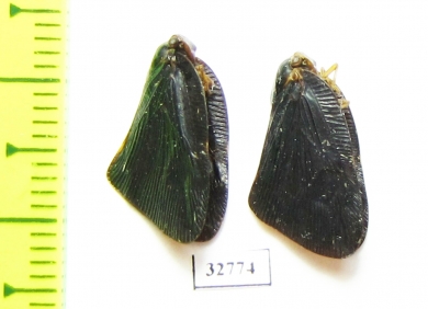 Homoptera sp.  Indonesia, Papua - INSECTS-STORE.RU