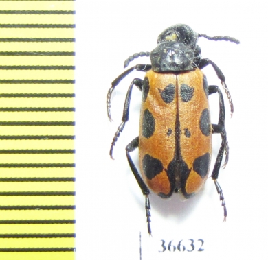 Meloidae sp.  Iran, Lorestan prov. - INSECTS-STORE.RU