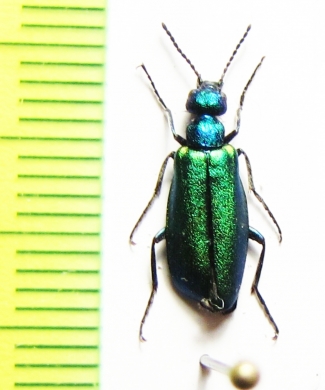 Alosimus armeniacus  Turkey - INSECTS-STORE.RU