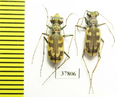 Cephalota deserticola deserticola  Russia, Astrakhan reg. - INSECTS-STORE.RU