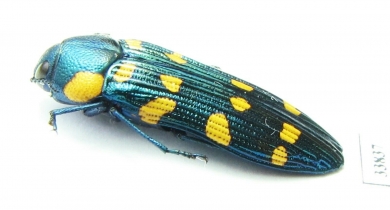 Madecacesta gaudroni  Madagascar - INSECTS-STORE.RU