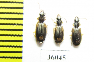 Carabidae sp.  Thailand - INSECTS-STORE.RU