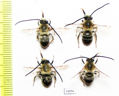 Hymenoptera sp.  Russia, Tver reg. - INSECTS-STORE.RU