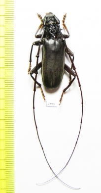 Cerambycidae sp.  South Africa Rep. - INSECTS-STORE.RU