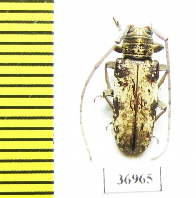 Cerambycidae sp.  South Africa Rep. - INSECTS-STORE.RU