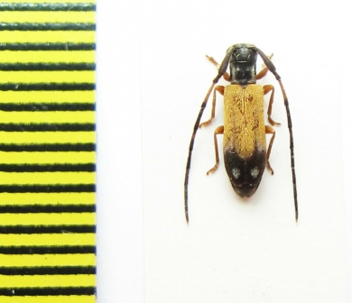 Cerambycidae sp.  Malawi - INSECTS-STORE.RU