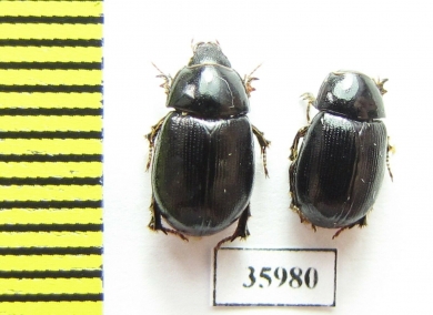 Hybosoridae sp.  Tanzania - INSECTS-STORE.RU