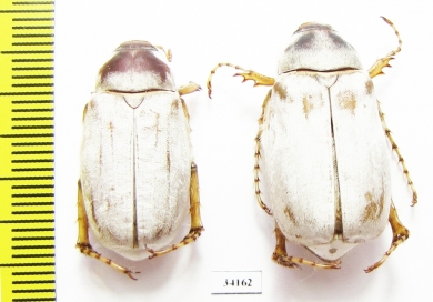 Chioneosoma komarowi nix, pair  Uzbekistan - INSECTS-STORE.RU