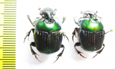 Oxysternon silenus, male Peru - INSECTS-STORE.RU