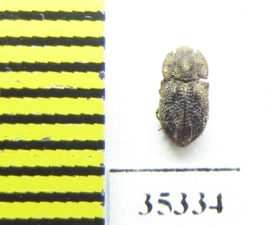 Tarphius elongatus  Tenerife isl. - INSECTS-STORE.RU