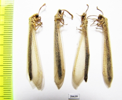 Myrmeleontidae sp.  Tajikistan - INSECTS-STORE.RU