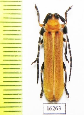 Linda testacea  Laos - INSECTS-STORE.RU