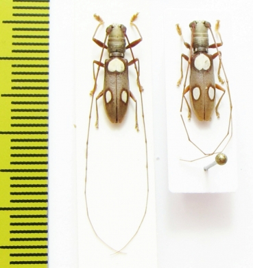 Olenecamptus sp., pair  Indonesia, Papua - INSECTS-STORE.RU