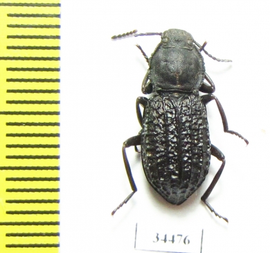 Tenebrionidae sp.  Australia - INSECTS-STORE.RU