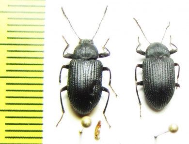 Gonocnemis indicus, pair  India - INSECTS-STORE.RU