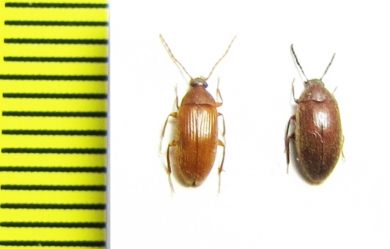 Tenebrionidae sp.  Malaysia, Borneo - INSECTS-STORE.RU