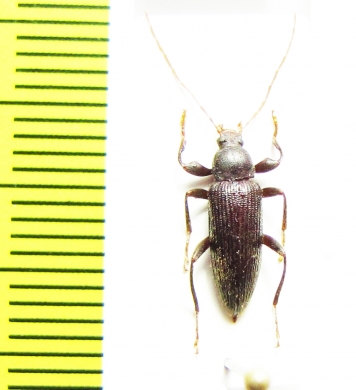 Bolbostetha sp.  Malaysia - INSECTS-STORE.RU