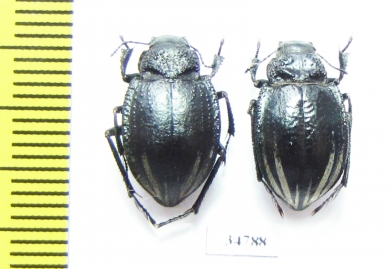 Platyope proctoleuca proctoleuca  Kazakhstan - INSECTS-STORE.RU