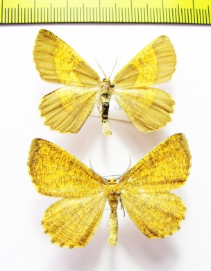 Angerona prunaria, pair  Russia, Ryazan reg. - INSECTS-STORE.RU