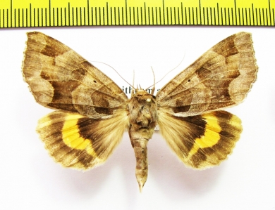 Chrysorithrum amata  Russia, Far East - INSECTS-STORE.RU