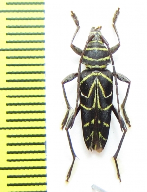 Megacyllene sp.  Peru - INSECTS-STORE.RU