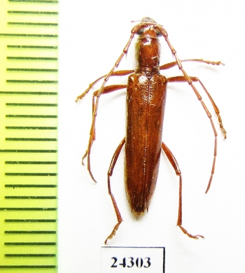 Cerambycidae sp.  Panama - INSECTS-STORE.RU