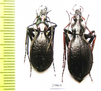 Carabus (Platycarabus) creutzeri amilcaris?, pair  Italy - INSECTS-STORE.RU