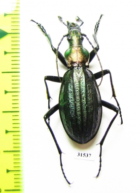 Carabus (Acoptolabrus) gehinii  Japan - INSECTS-STORE.RU