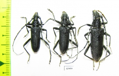 Cerambyx scopolii, pair  Russia, Ryazan reg. - INSECTS-STORE.RU