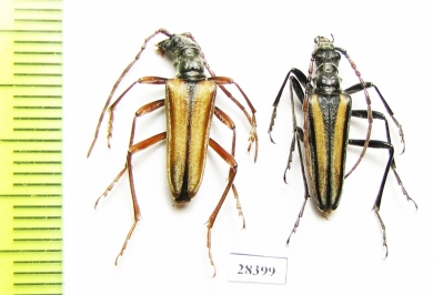 Stenocorus vittatus  Kazakhstan - INSECTS-STORE.RU