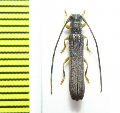 Oberea morio  Russia, Far East - INSECTS-STORE.RU