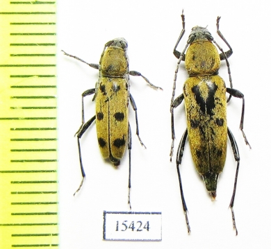 Chlorophorus glabromaculatus  France - INSECTS-STORE.RU